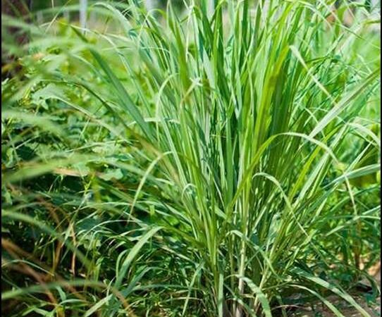 آغاز کشت گیاهان دارویی علف لیمو در ابوغویر دهلران