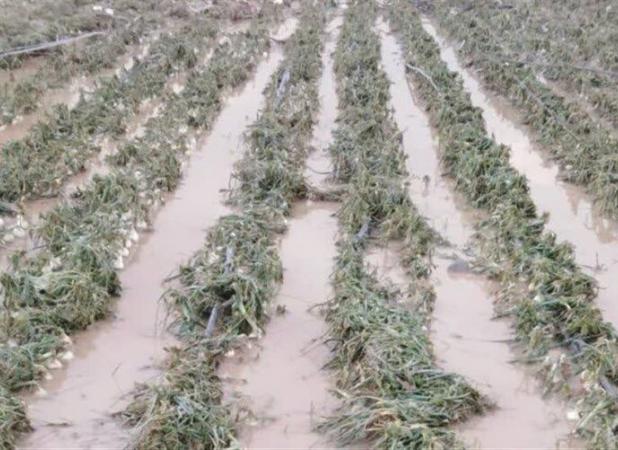 خسارت ۴۸۵ میلیارد تومانی تگرگ به مزارع گوجه‌فرنگی بردخون