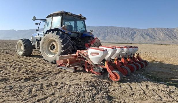 برآورد کشت ۶۰۰۰ هکتار چغندرقند پاییزه در کرمانشاه