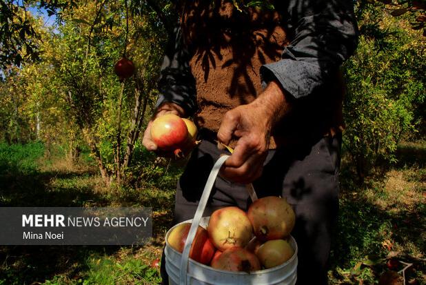 برداشت ۲۶۰ تُن انار شیرین در روستای انبوه رودبار