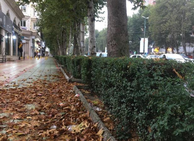 ماجرای مشکوک خشکشدن درختان تهران در تابستان