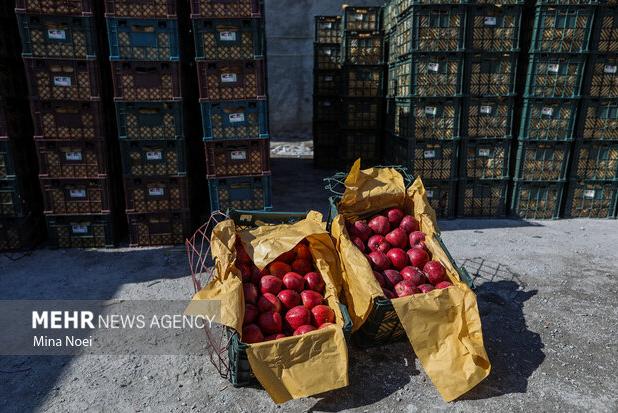 تعاون روستایی کرمانشاه در مسیر حمایت از باغداران سیب
