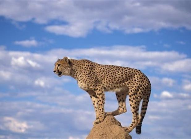 تخریب زیستگاه اصلی‌ترین تهدید جمعیت یوزپلنگ است