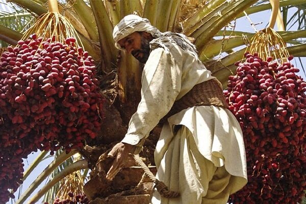 برداشت طلای سیاه از نخلستان های بروات بم