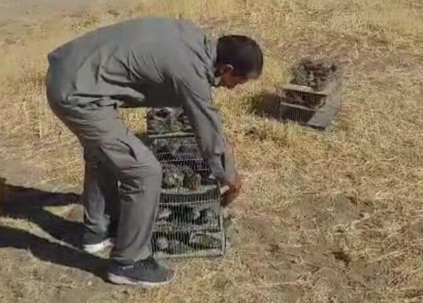 کشف و رهاسازی ۲۴۰ قطعه «طرقه چکاوک» در دهگلان