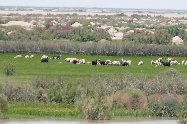سیستان و بلوچستان؛ گنجینه‌ای از تنوع گیاهی با ظرفیت اقتصادی بالا