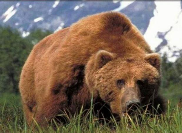 گردش زمستانی خرس‌ها در جنگل رامسر