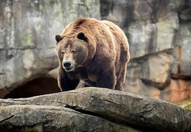 افزایش حضور خرس‌های سبلان در روستاهای مشگین‌شهر/هشدار محیط‌زیست درباره عادت‌سازی به غذای کوهنوردان و گردشگران