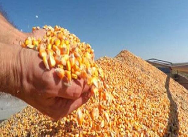 ذرت خریداری‌ شده به زودی در مرغداری‌ها توزیع می‌شود