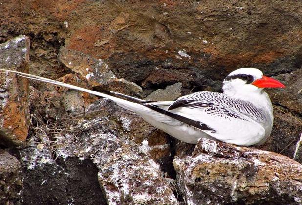 پرنده نوک‌سرخ دریایی پس از چند دهه دوباره در سواحل بندرعباس مشاهده شد