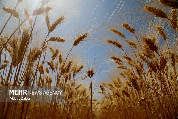 کاهش یک‌سومی مصرف سم در گندم