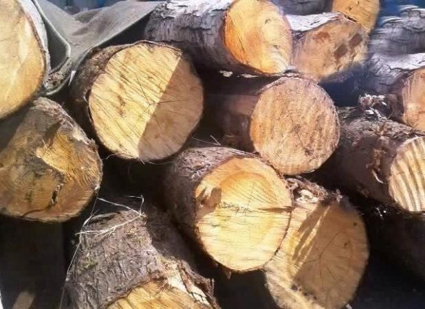 کشف ۷۰ میلیارد چوب و ذغال بلوط قاچاق در اصفهان