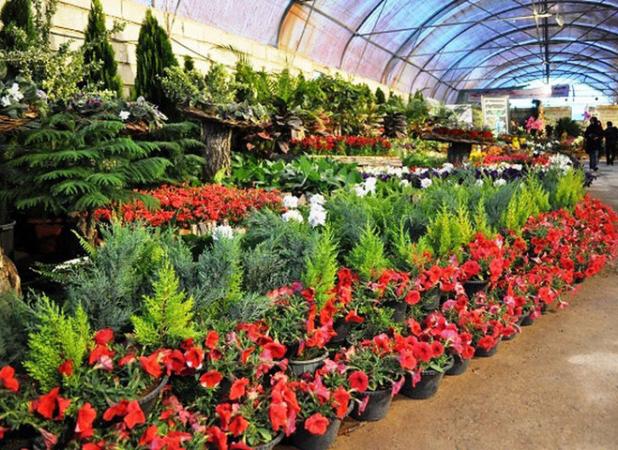 نمایشگاه هشتمین دوره بزرگ‌ترین فرش گل آسیا در محلات