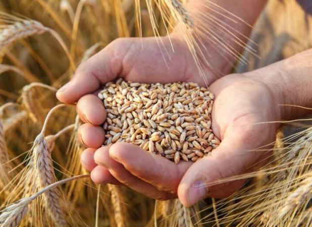 ‌۸۷ هزار هکتار از اراضی کشاورزی زیر کشت گندم و جو