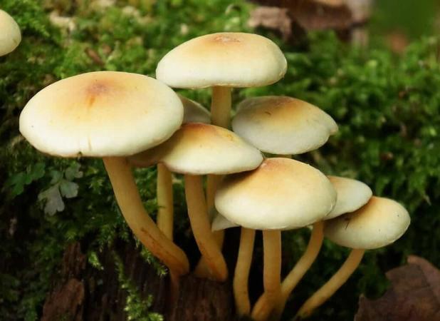قارچ سمی، جان دو خواهر را گرفت