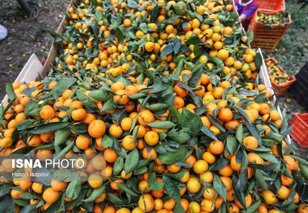 آغاز برداشت مرکبات در شهرستان بم/ پیش‌بینی برداشت ۱۶ هزار تن محصول
