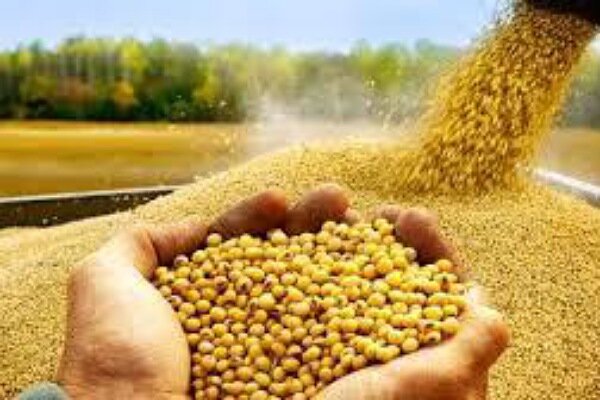 تسویه ۱۰۰ درصدی بهای سویا در کمتر از ۱۰ روز در گلستان