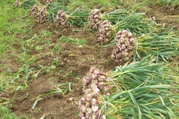 سالاری: ۸۰۰ تن سیر ارگانیک بشاگرد از ۱۲۰ هکتار برداشت می شود