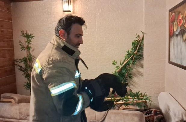 نجات ۳ قلاده گربه از چاه یک ساختمان نیمه‌کاره در سمنان