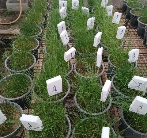 مطالعات پژوهشی بر روی گیاهان سازگار و مقاوم با شرایط اقلیمی خوزستان