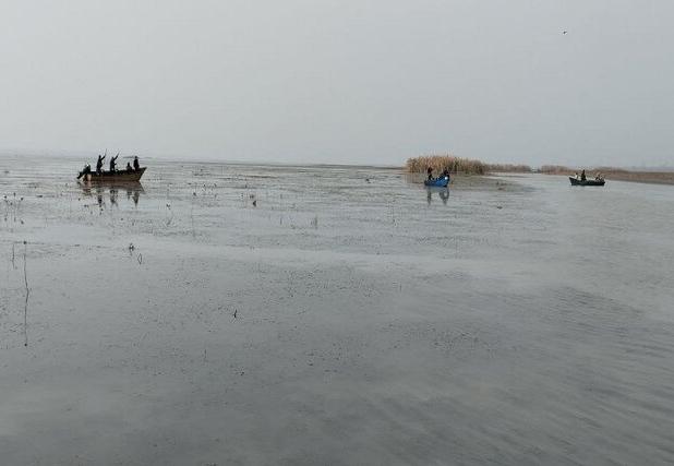 جمع‌آوری نهال‌های صنوبر خودرو در تالاب انزلی