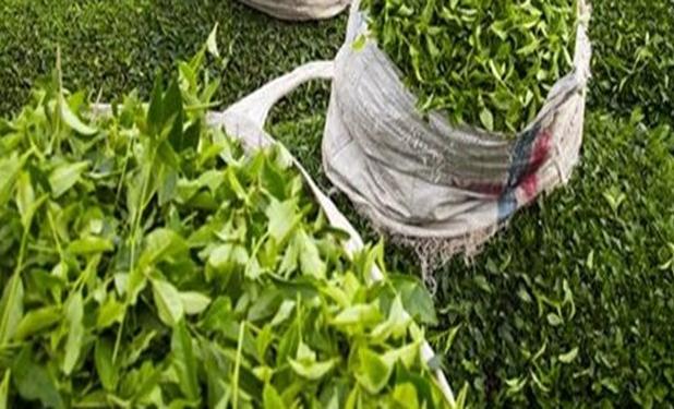 خرید ۶۶۱ میلیارد تومان برگ سبز چای در گیلان