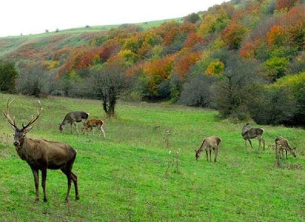 جنگل فندقلو به عنوان پناهگاه حیات وحش اردبیل معرفی می شود
