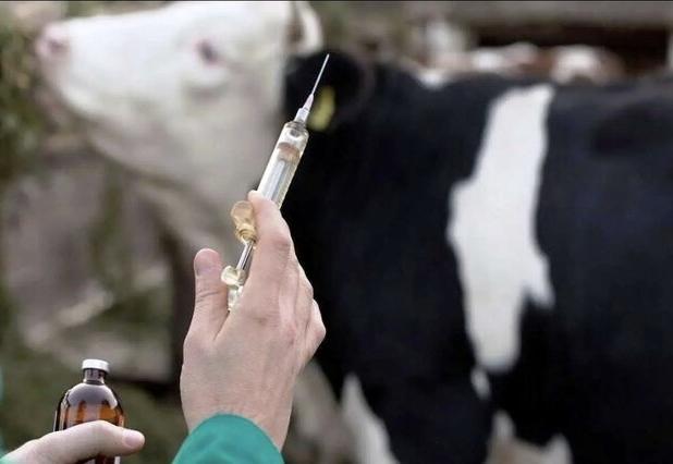 تشکیل قرارگاه امنیت غذایی خوزستان ویژه مقابله با «تب برفکی»