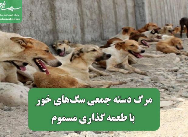 مرگ دسته جمعی سگ‌های خور با طعمه گذاری مسموم