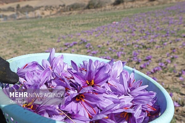 جدال زعفران ایران برای بقا در برابر سوءمدیریت و تغییرات اقلیمی