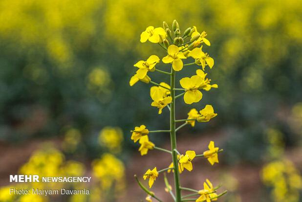 کنگاور با ۹۰۰ هکتار کشت کلزا، رکورددار استان کرمانشاه شد