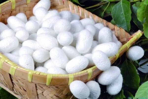 کرامتی: خراسان شمالی ظرفیت تبدیل‌شدن به قطب نخ ابریشم کشور را دارد