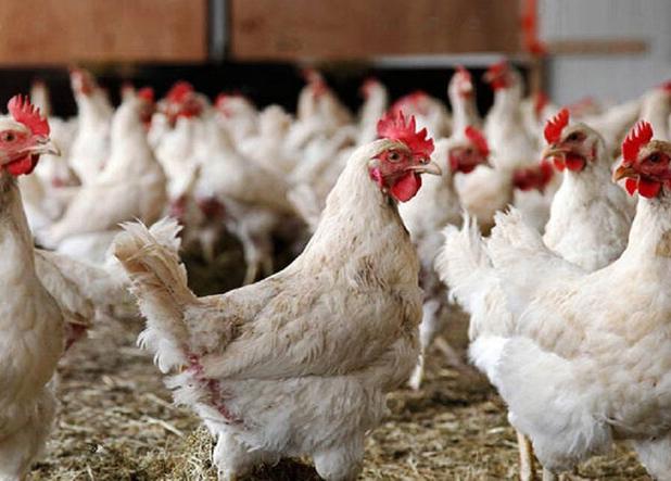دستیابی به فناوری تلقیح مصنوعی خروس نژاد «آرین» برای تولید با کیفیت