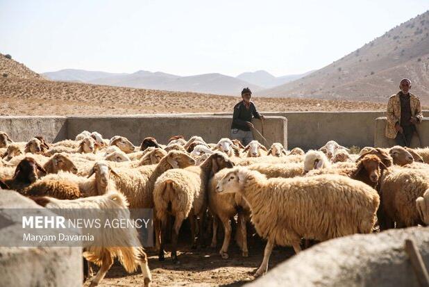 وحیدی: ۳۰ درصد گوشت خراسان شمالی توسط عشایر تولید می‌شود