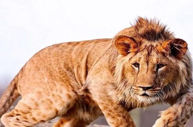 یک قلاده شیر در مجموعه گردشگری الیمالات نور تلف شد