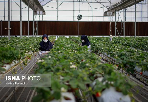 زنجیره ارزش صنعت گلخانه‌ای تیران نیازمند راهبری و حمایت