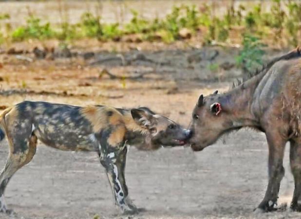 سگ‌های وحشی بی‌رحمانه دو گوساله را کشتند
