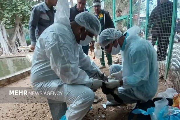 پایش بیماری آنفلوآنزای پرندگان در بوشهر انجام شد