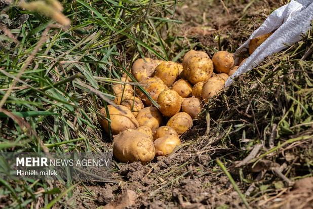 کشت سیب‌زمینی در اراضی شهرستان حاجی‌آباد آغاز شد