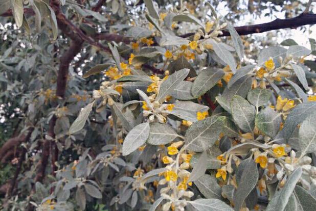 نخستین جشنواره گل سنجد در بسطام برگزار می‌شود
