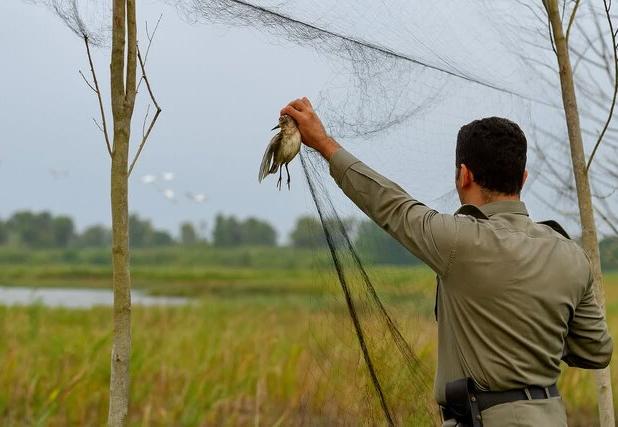 کشف و جمع‌آوری دام‌های هوایی در تالاب امیرکلایه