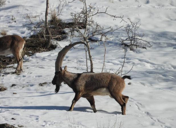 همراهی مردم در روزهای سرد نقش موثری در حفظ و نجات حیات وحش دارد