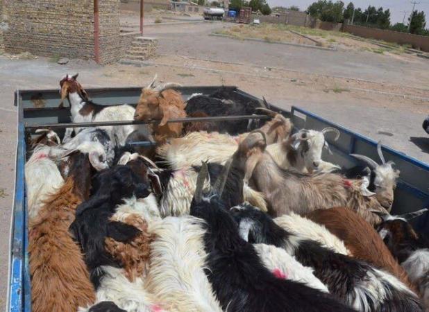 احشام قاچاق به ارزش بیش‌از ۲ میلیارد ریال در بندرخمیر کشف شدند