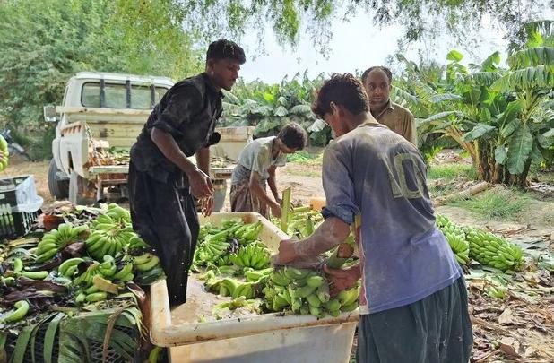 احداث ۴۰۰ هکتار موزستان جدید در دشتیاری