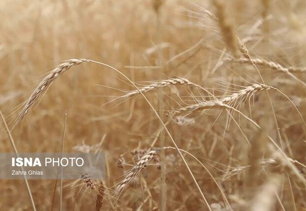 تخصیص ۳۰۰۰ تن گندم خارجی به استان زنجان