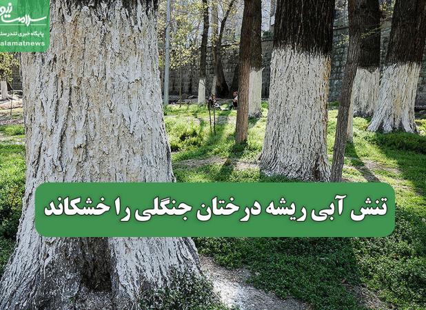 تنش آبی ریشه درختان جنگلی را خشکاند