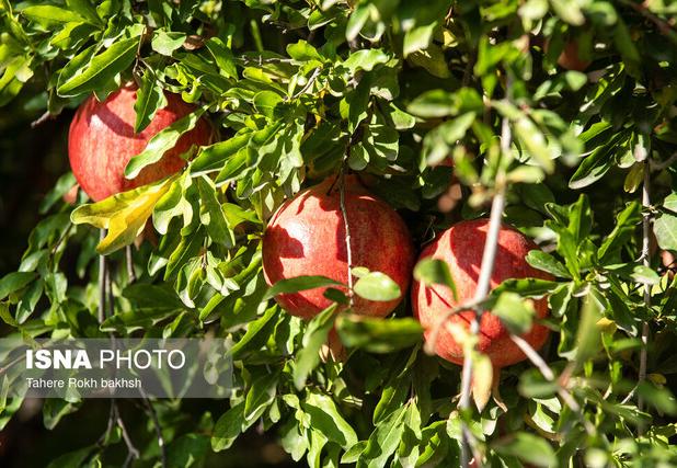 برداشت انار مرغوب در عرب رودبار آغاز شد