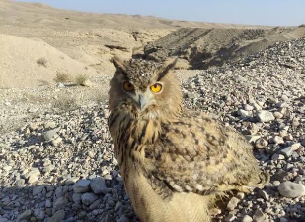 امضای تفاهم‌نامه برای جلوگیری از آلودگی خاک در سمنان/رهاسازی یک بهله شاه‌بوف در دامغان