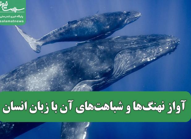 آواز نهنگ‌ها و شباهت‌های آن با زبان انسان