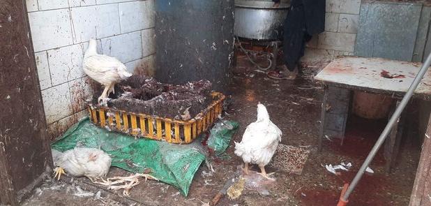 تشدید برخورد با کشتارِ غیرمجاز مرغ در سیستان و بلوچستان
